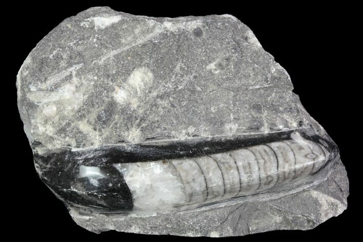 Polished Orthoceras (Cephalopod) Fossils - Morocco #84053